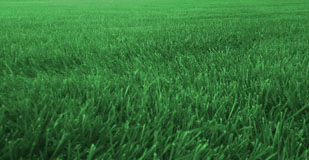 Learn about Lawn Maintenance